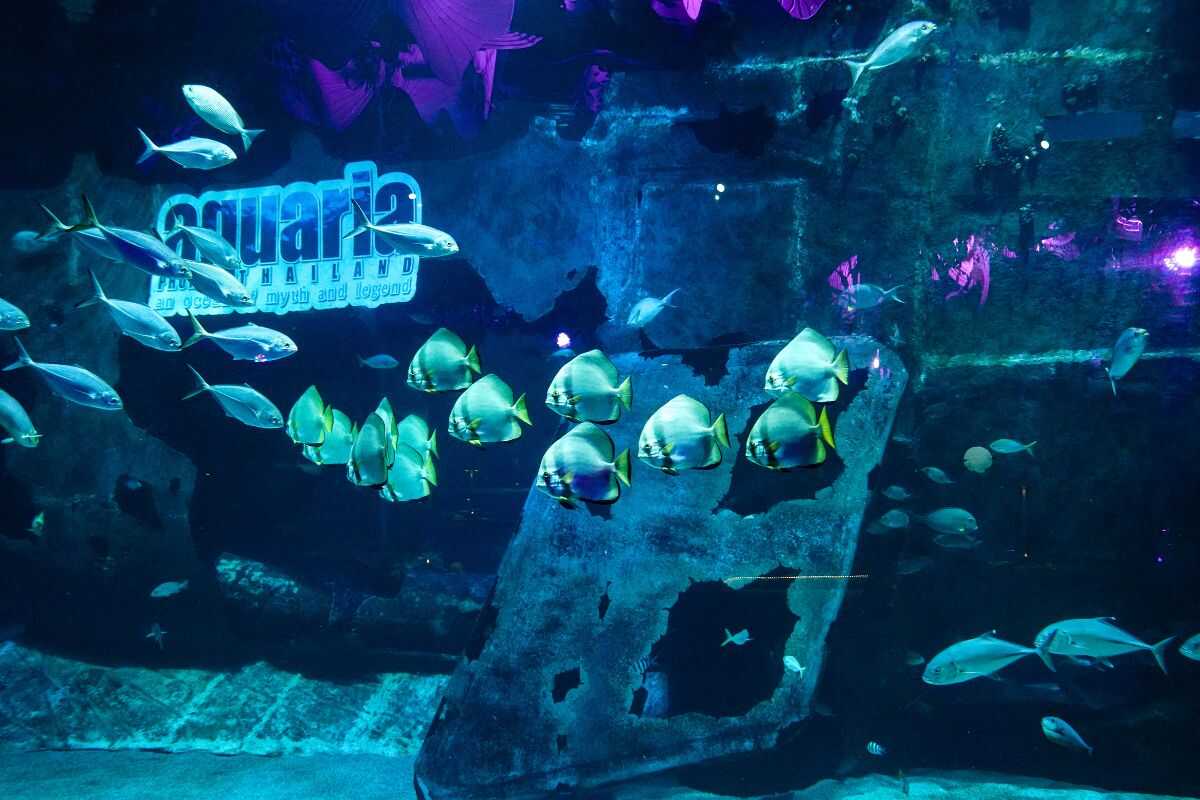 Marine Life
