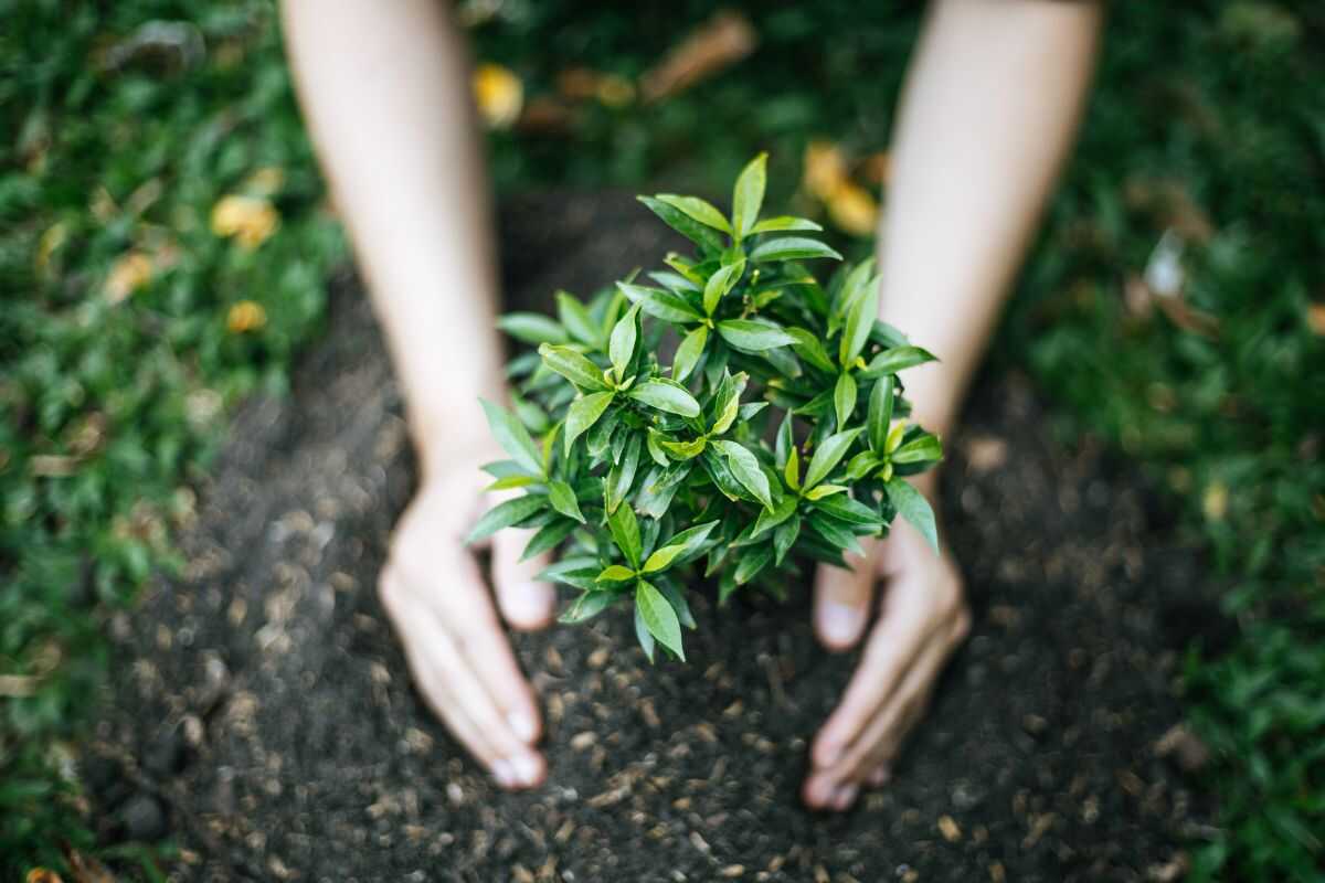 Traveler engaging in a tree-planting activity as part of a carbon offsetting program while on an eco-tour.
