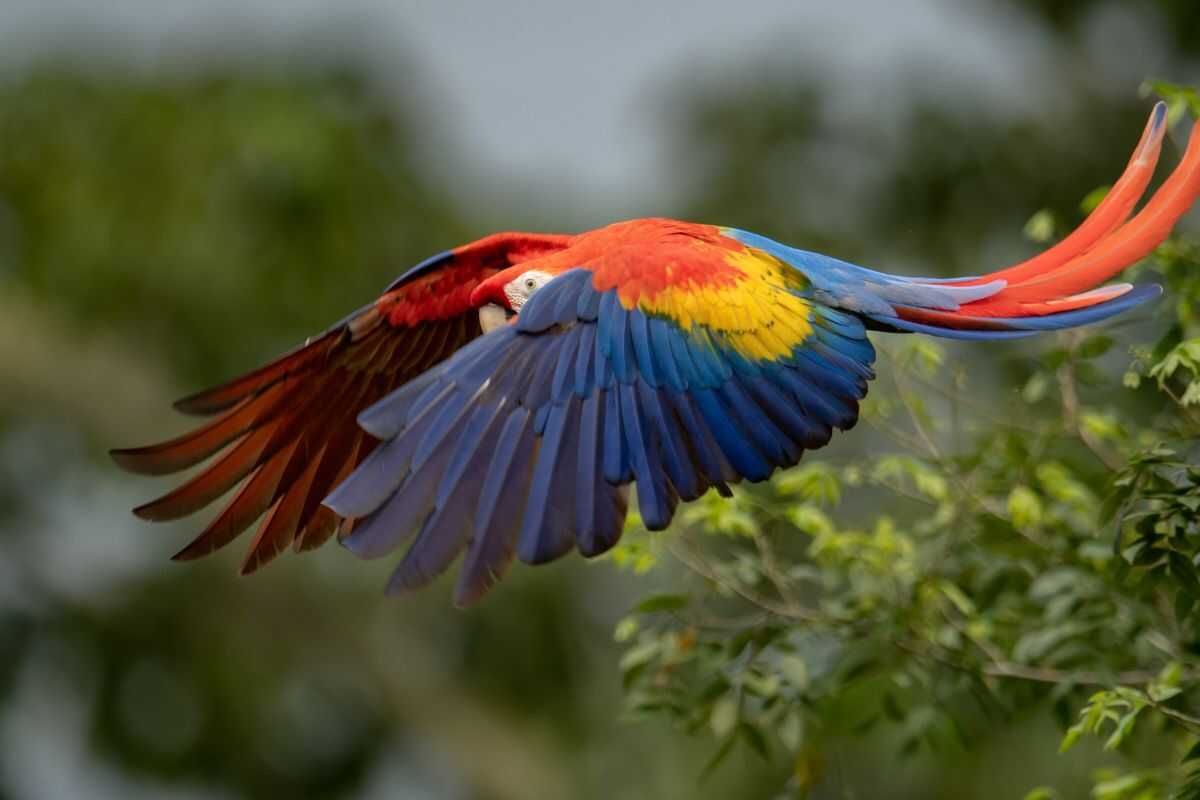Scarlet macaws soar above Costa Rica’s rainforest, reflecting the nation’s biodiversity and commitment to sustainable tourism