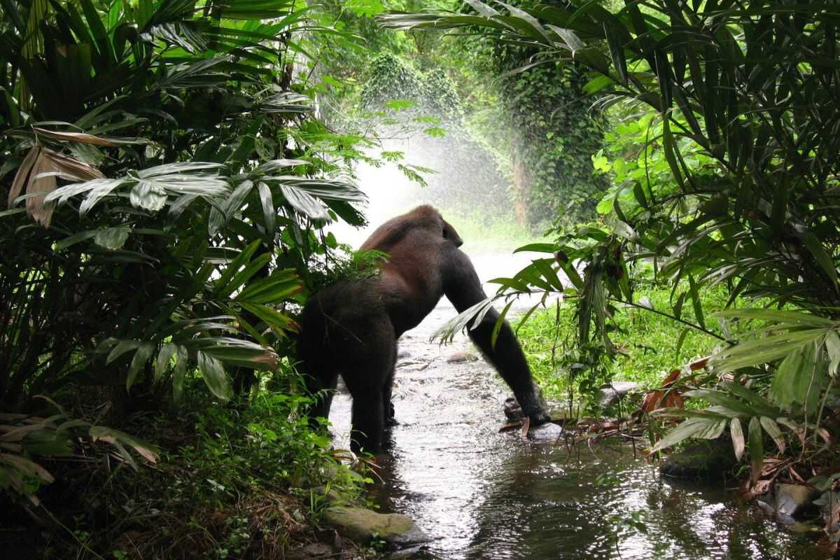 Eco-conscious travelers observing a gorilla in Rwanda’s Volcanoes National Park, supporting conservation through sustainable tourism.