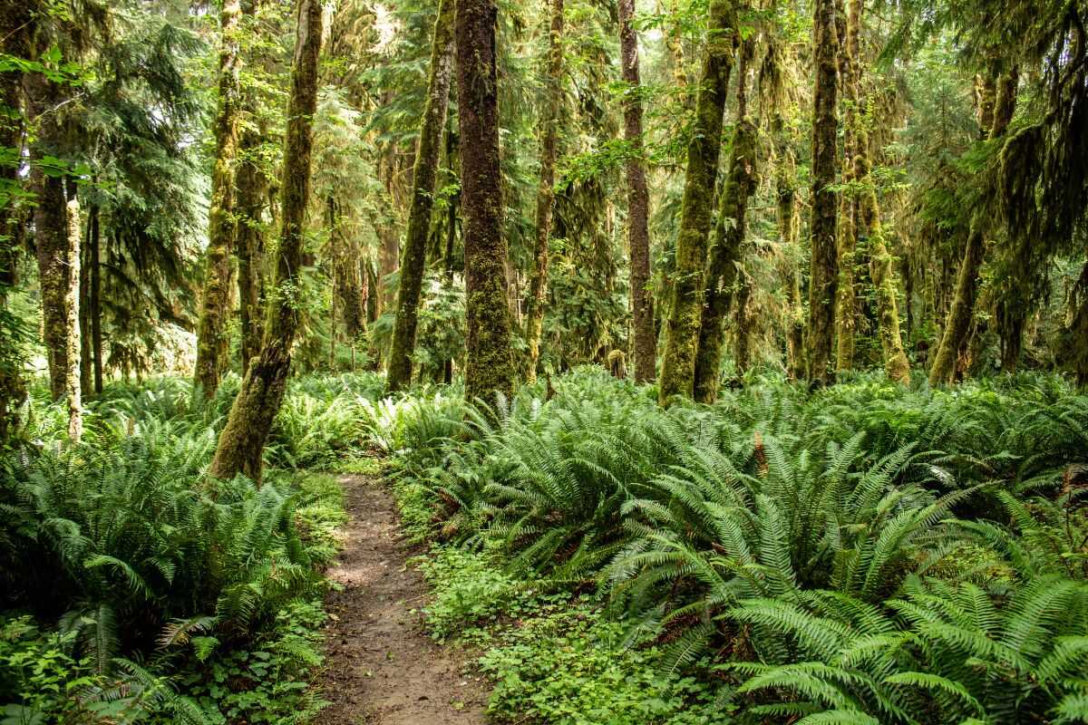 Lush rainforest trail in Dominica ending at a waterfall, emphasizing nature-based tourism and climate resilience.