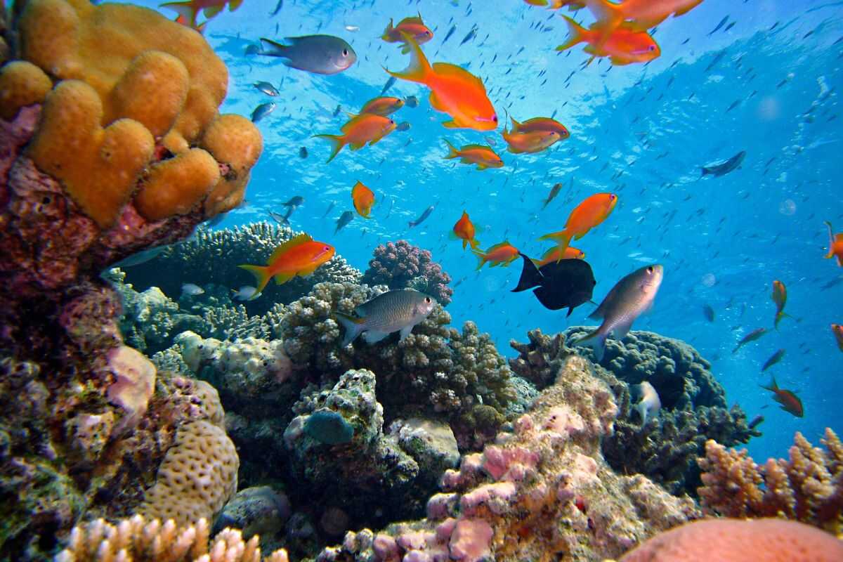 Scuba diver exploring vibrant coral reefs and marine life in the Similan Islands, Thailand