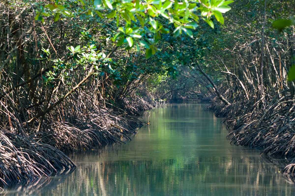 Mangrove Forests by Kayak