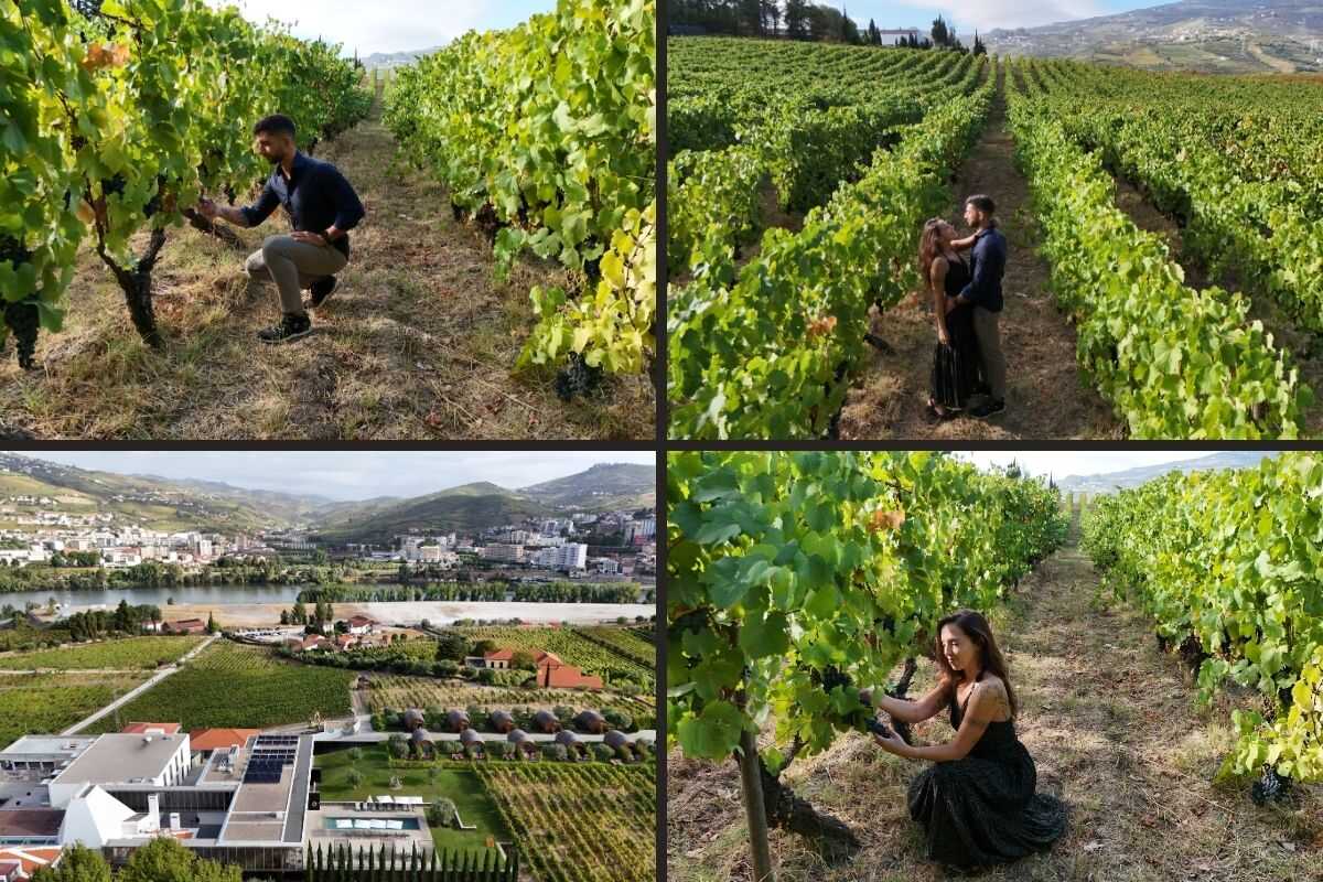 Vineyards Quinta