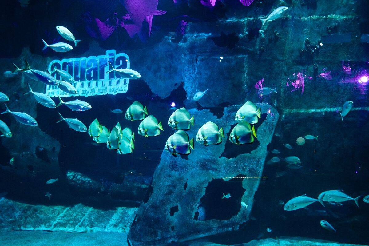 Marine Life